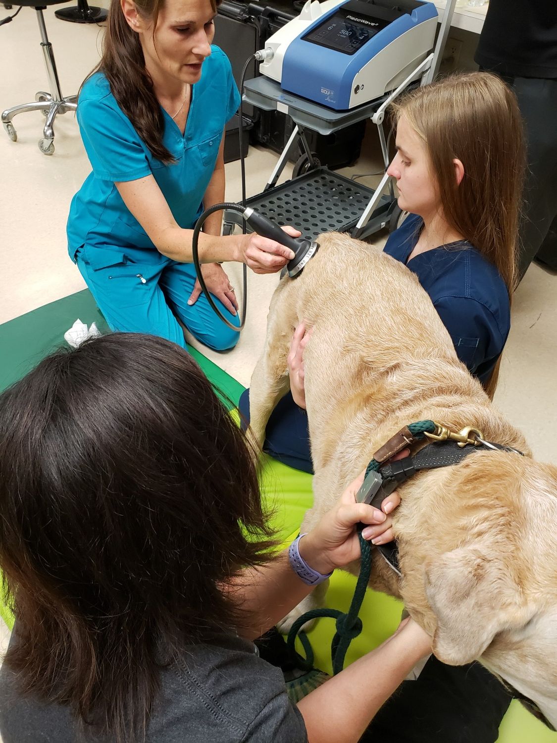 Shockwave Therapy On Dog