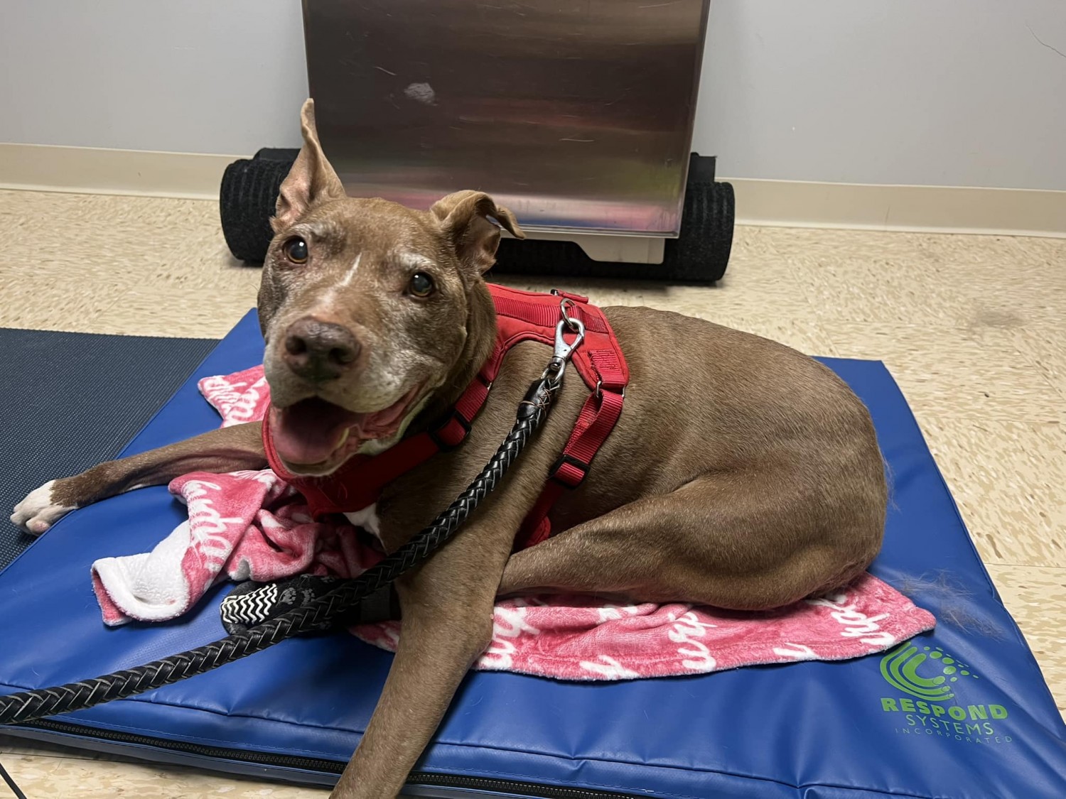 PEMF Therapy - Dog Laying on Blanket for Treatment