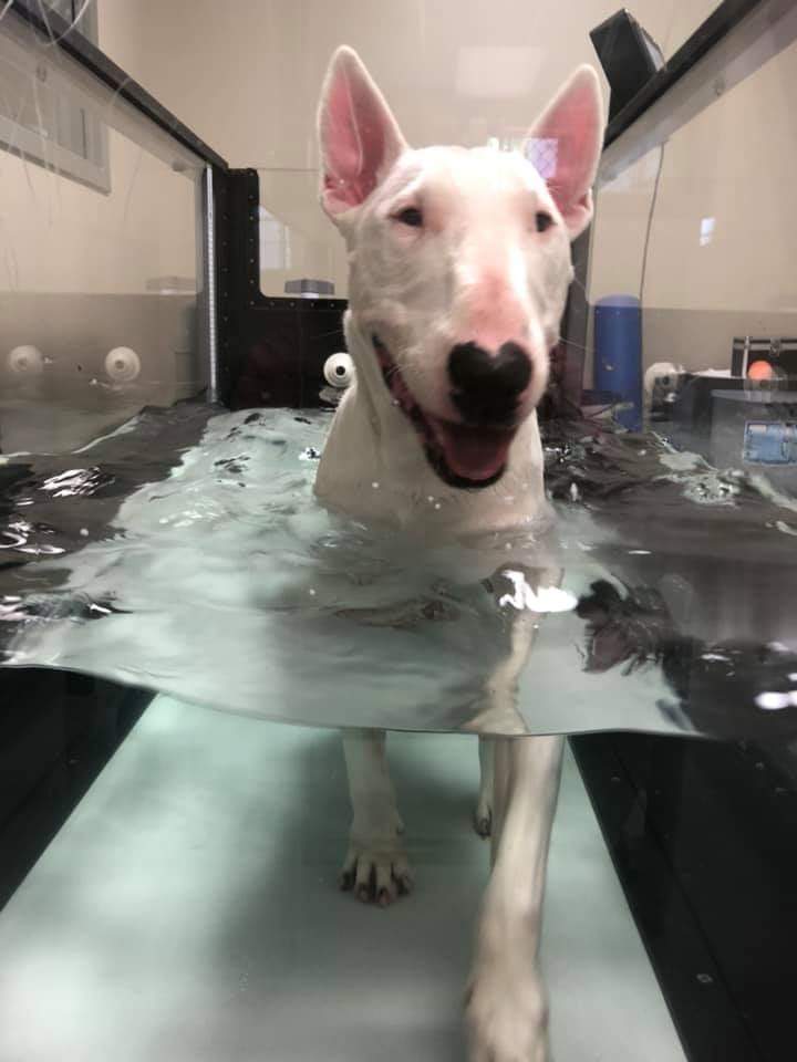 Dog in underwater treadmill
