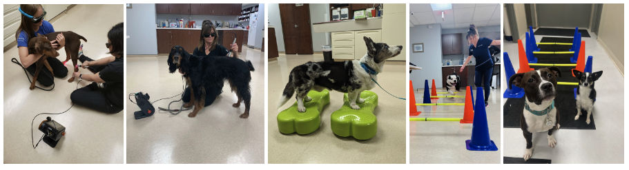 Multiple dogs receiving rehab treatments