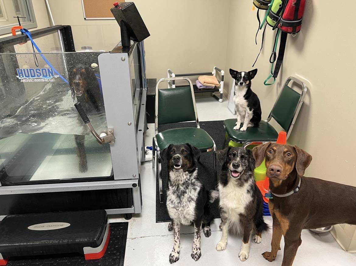 Several Dogs waiting for Underwater Treadmill Therapy