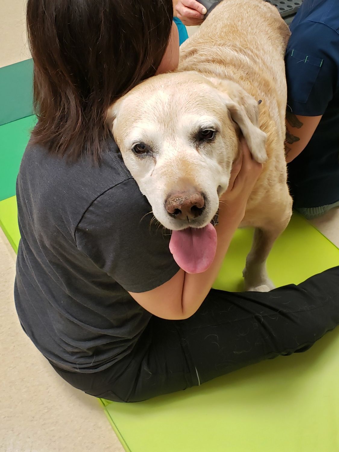 Dog Receiving Shock Wave Therapy