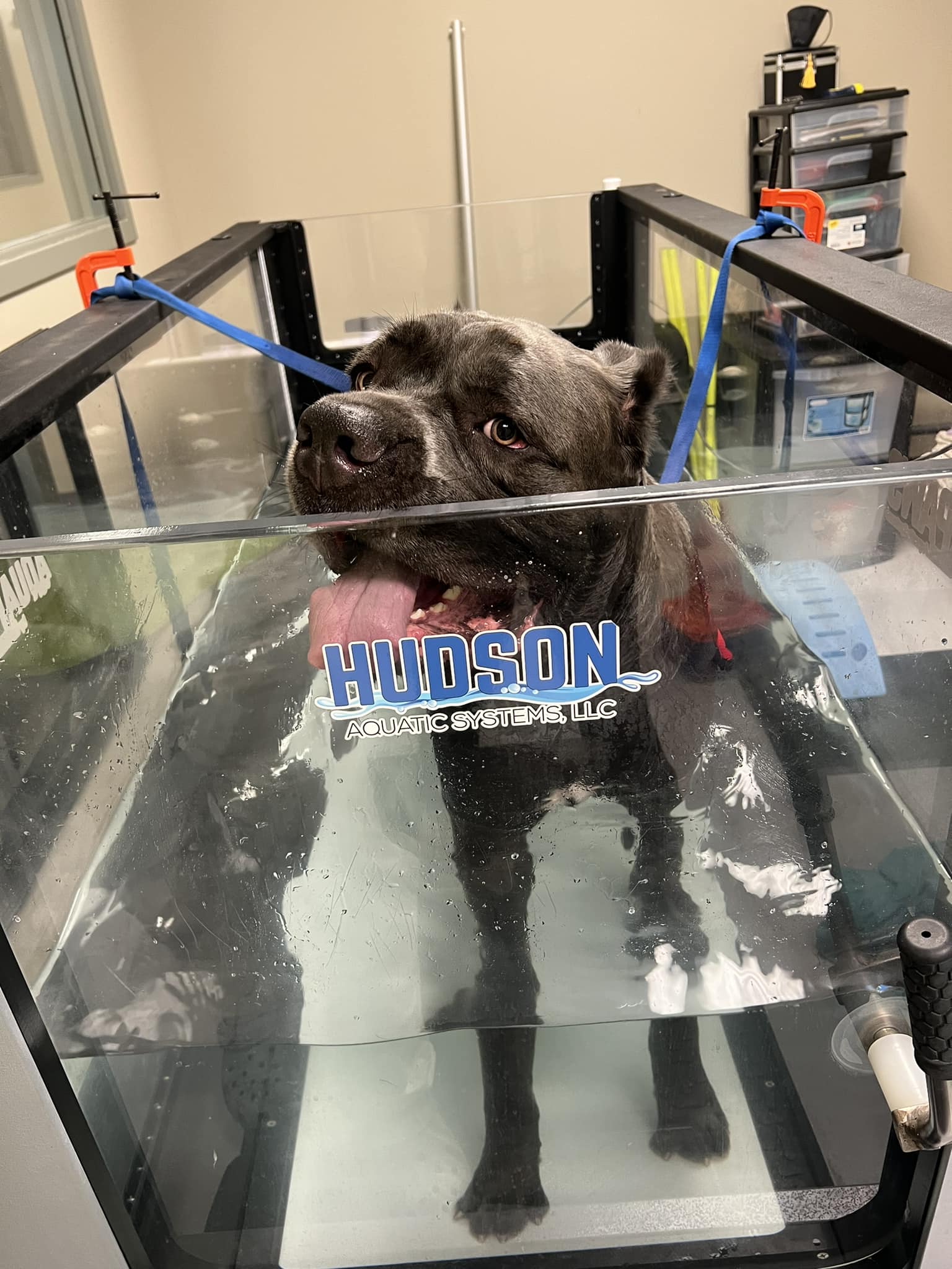 Dog in underwater therapy