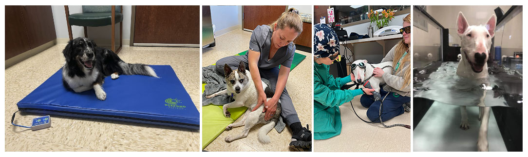 Collage of Clients in Rehabilitation