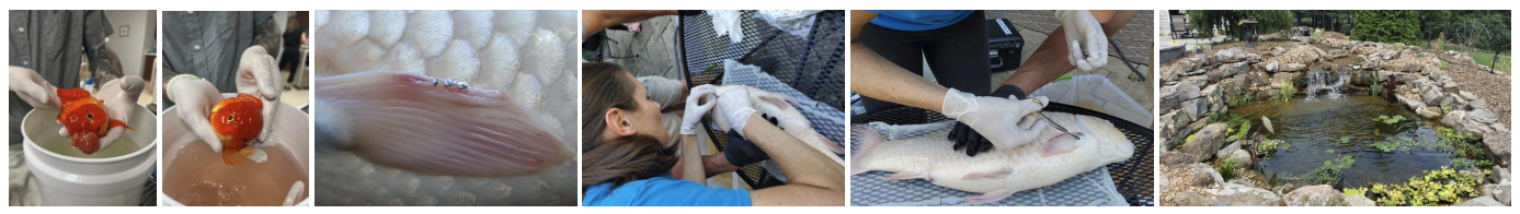 Pond & Fish Care Collage
