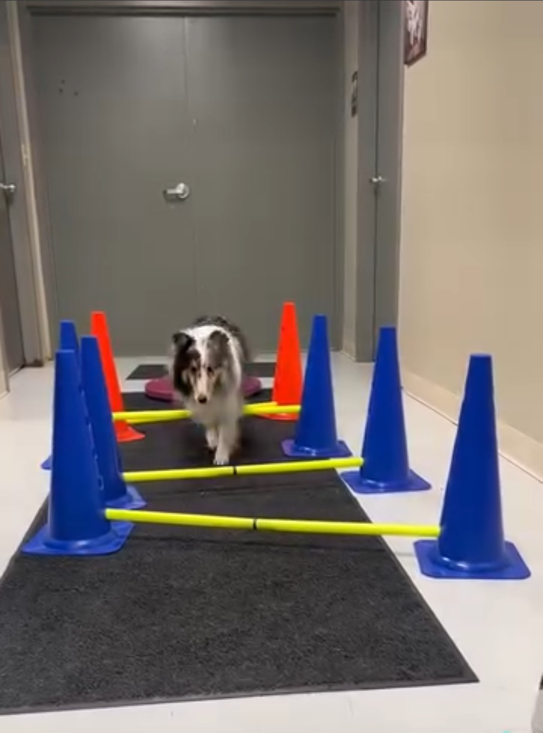 Dog getting Rehab