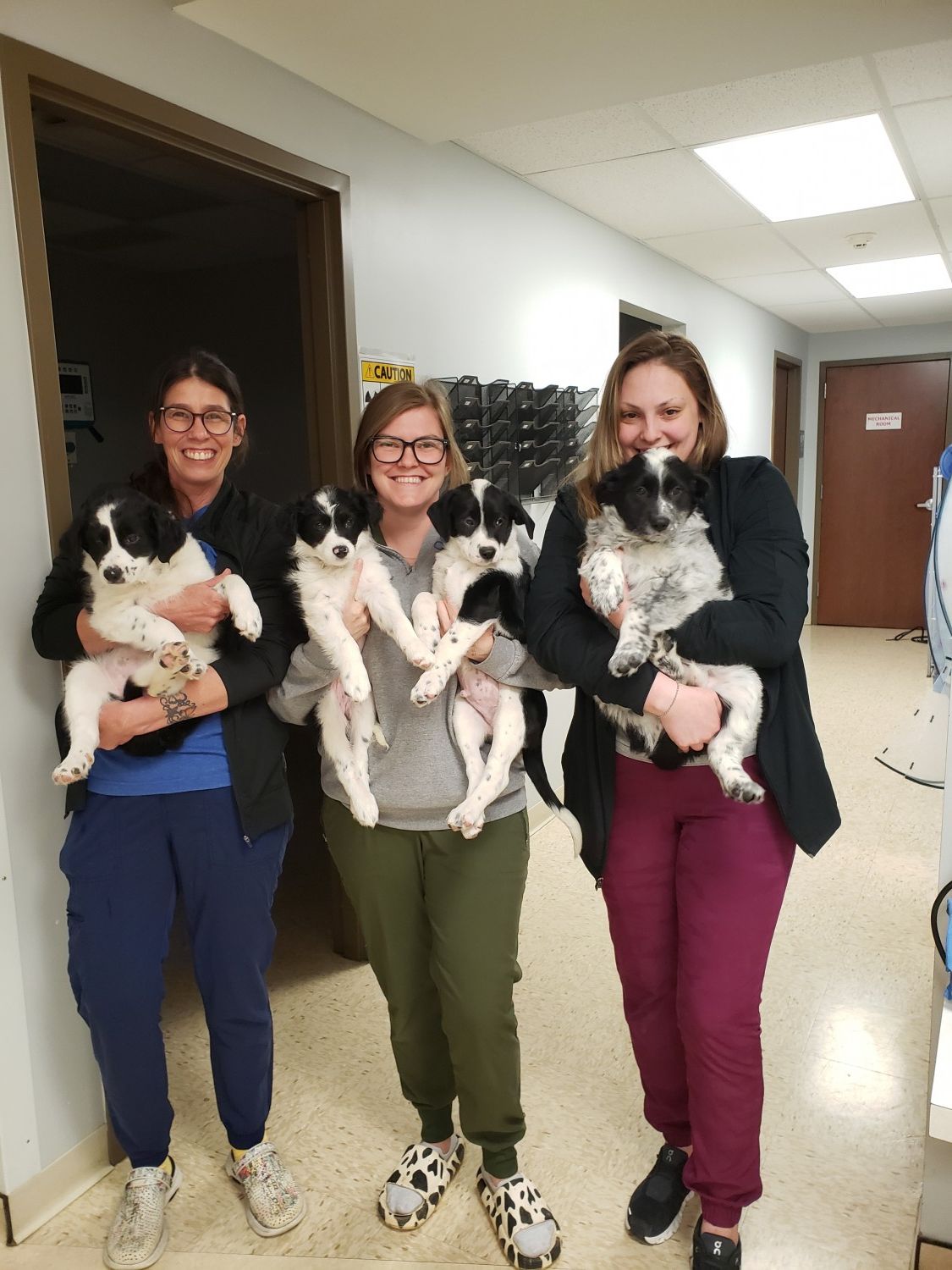 Staff Holding Puppies