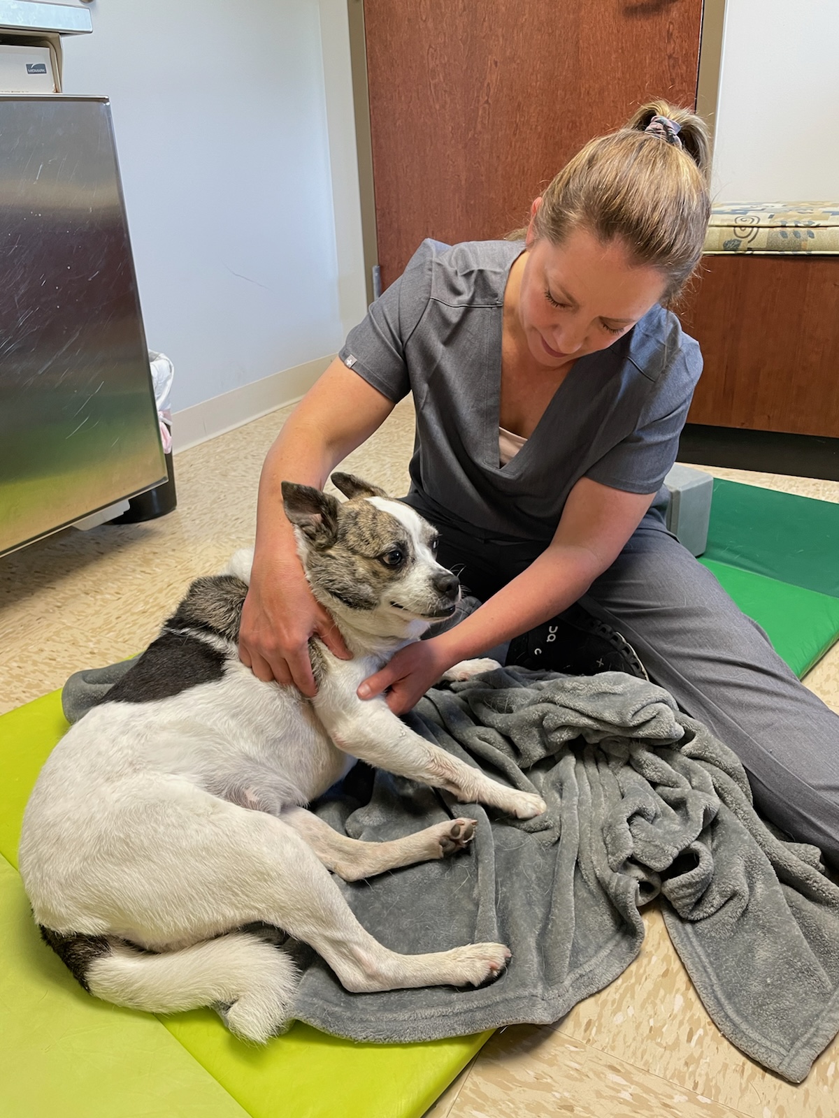 Dog Getting Massage Therapy