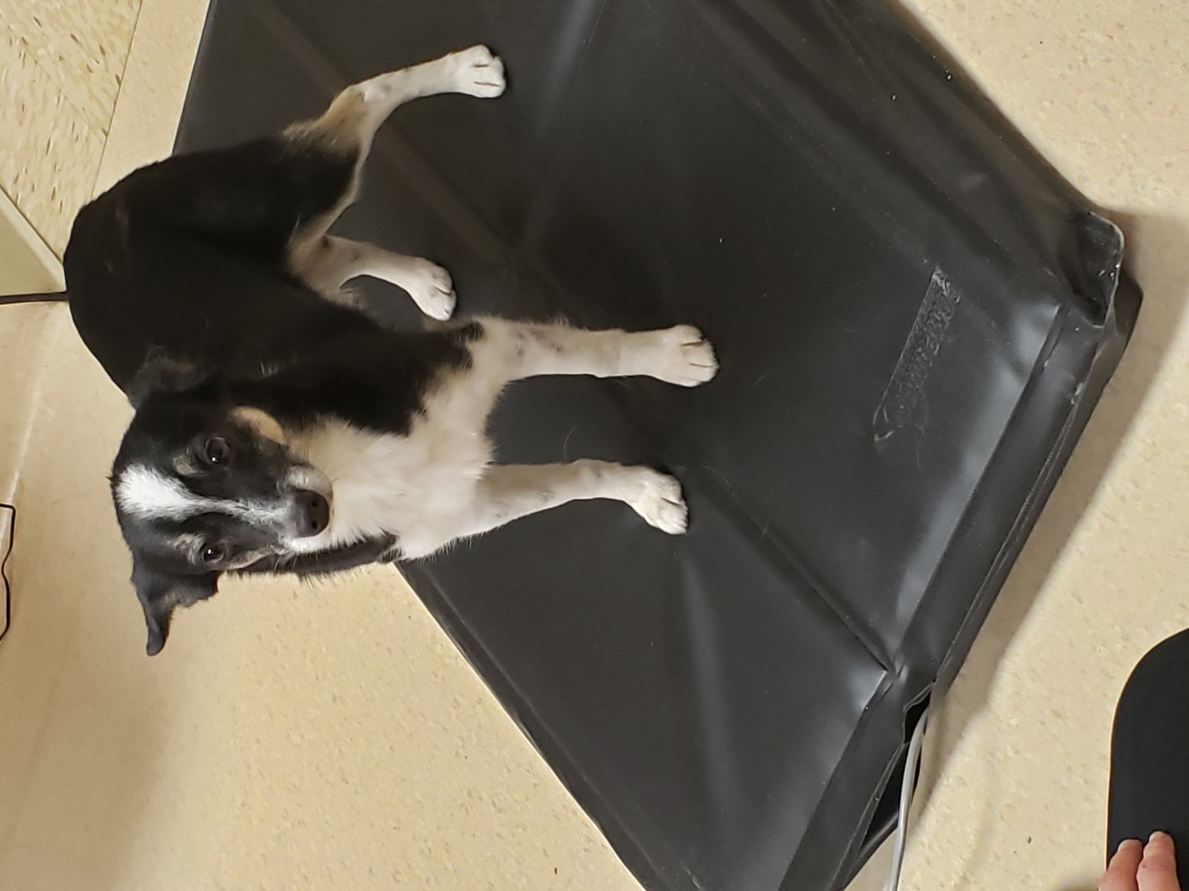 Dog on Stance Analyzer Mat