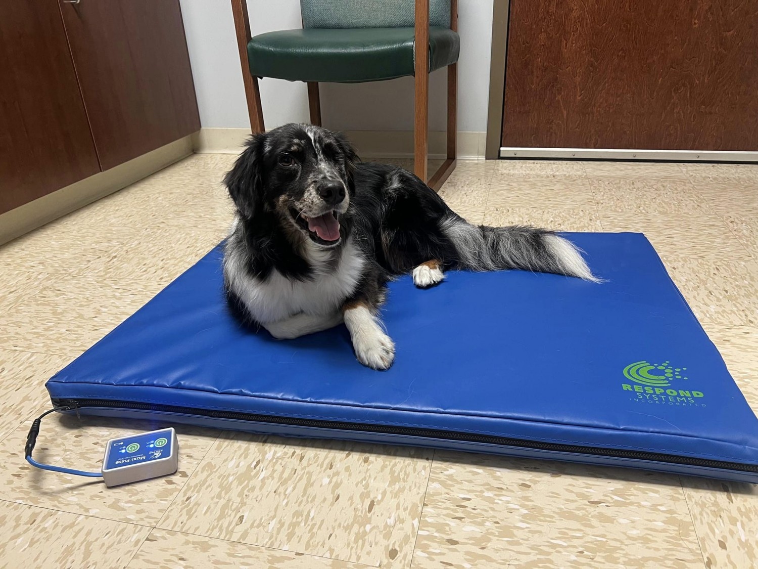 Dog Receiving PEMF Therapy