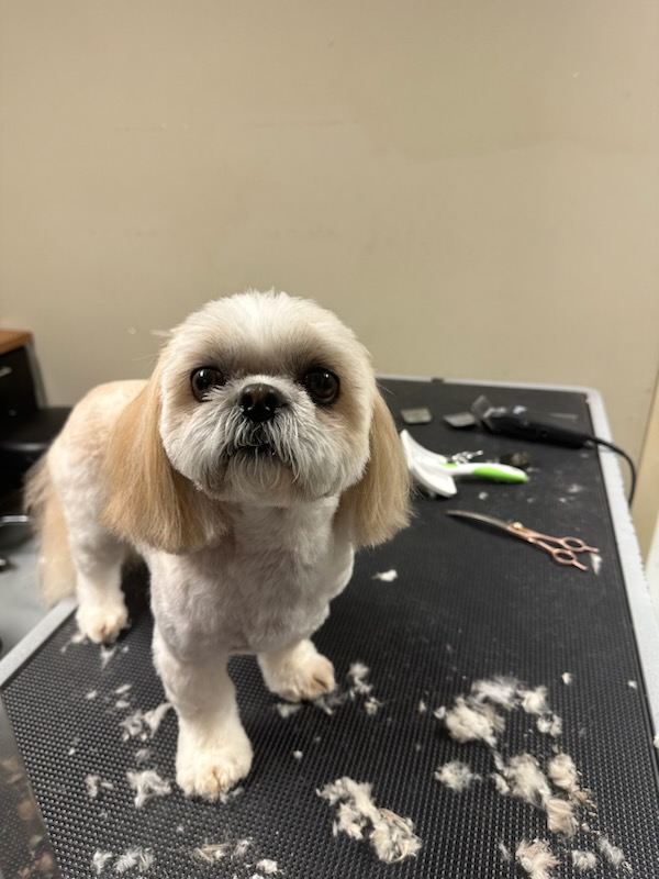Dog After Grooming Service