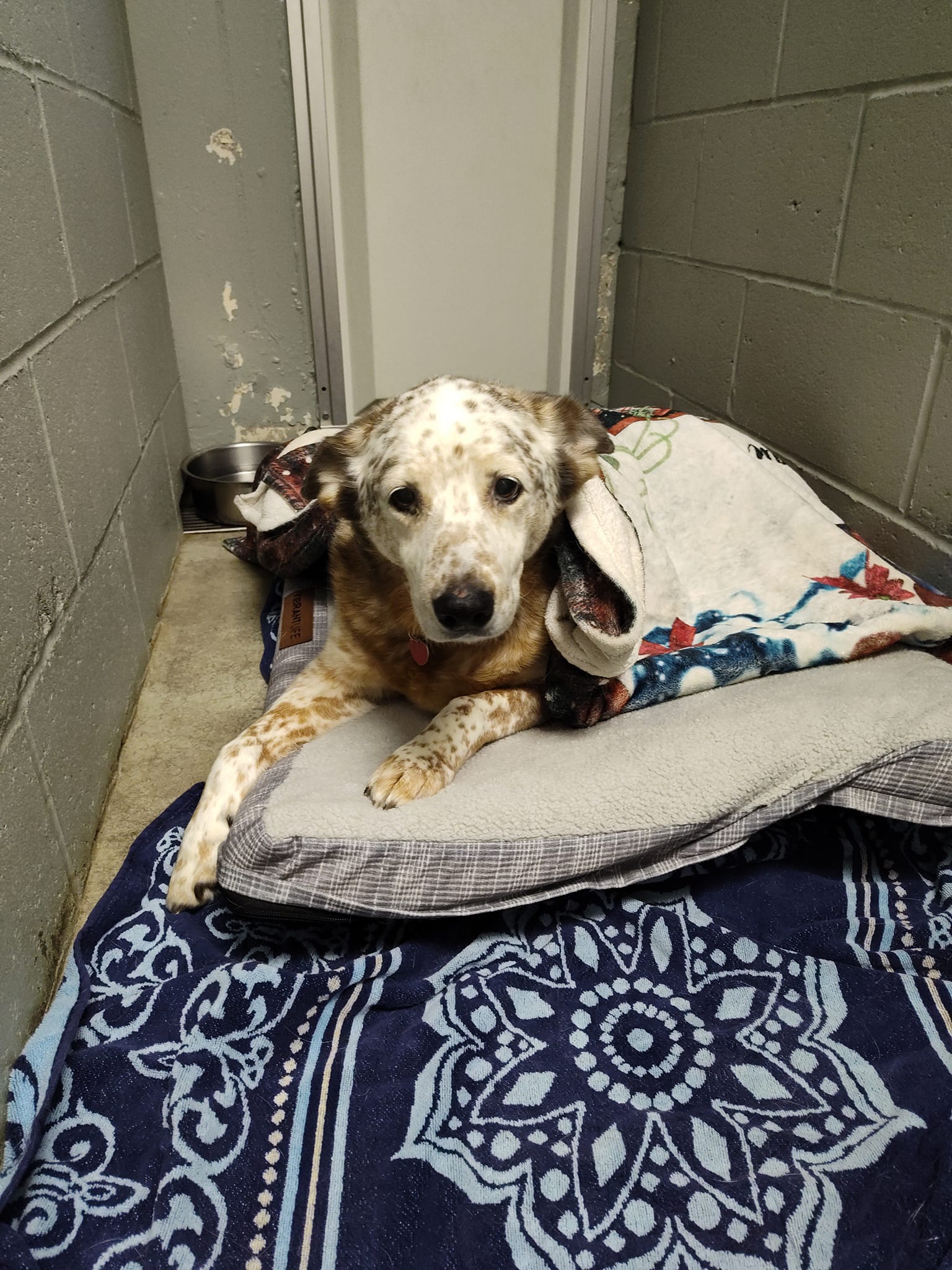 Dog Snuggled in Kennel