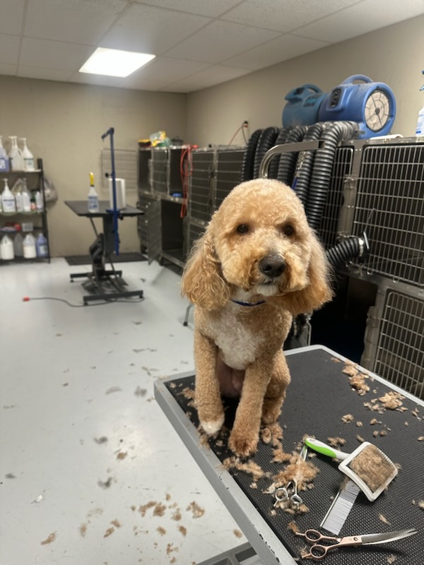 Dog After Grooming Service