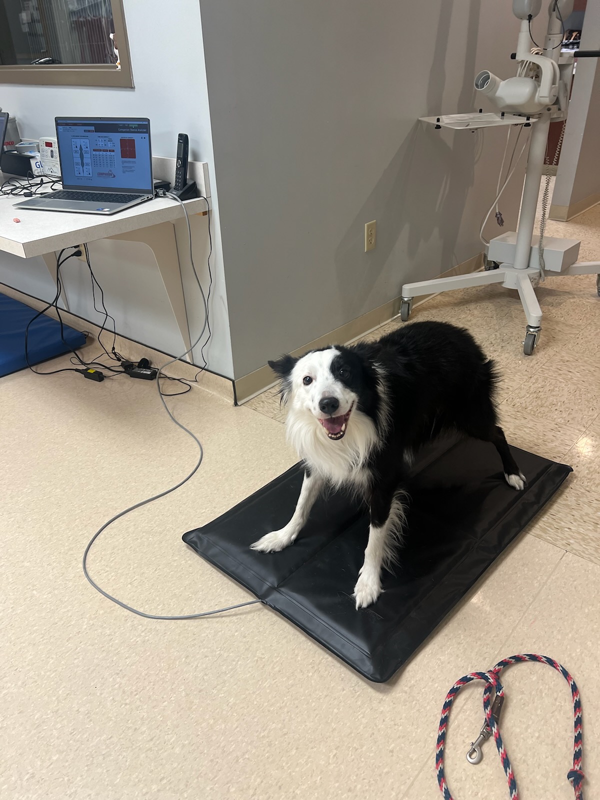 Dog on Stance Analyzer Mat