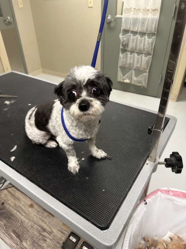 Dog After Grooming Service