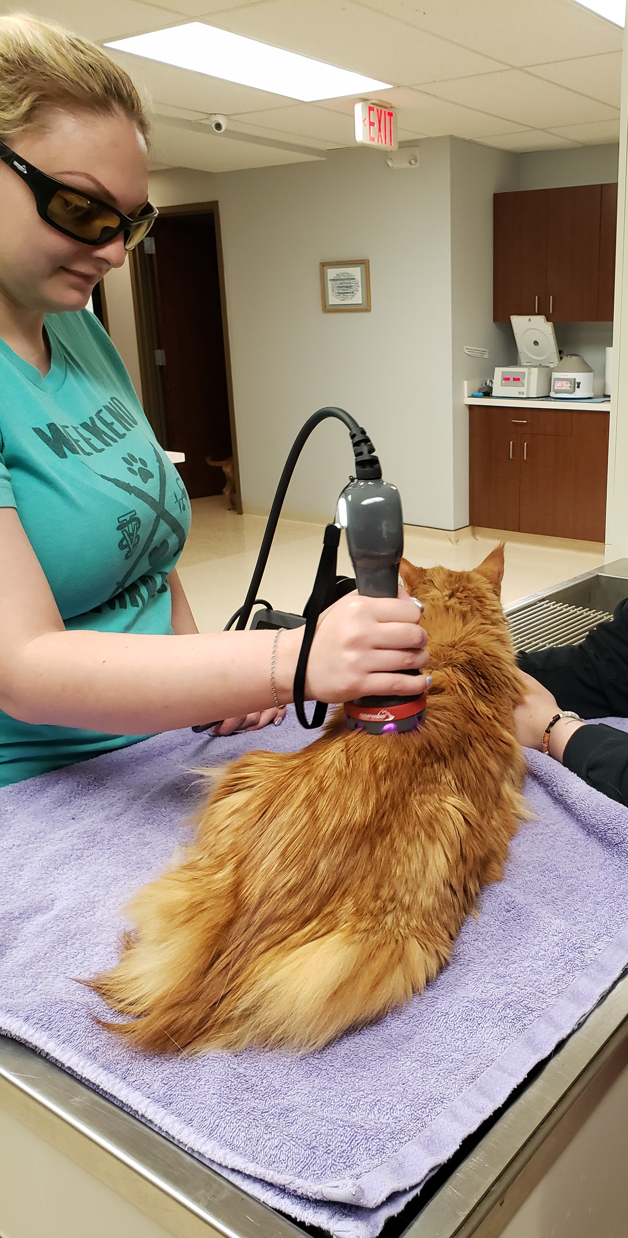 Cat Getting Therapeutic Laser Therapy