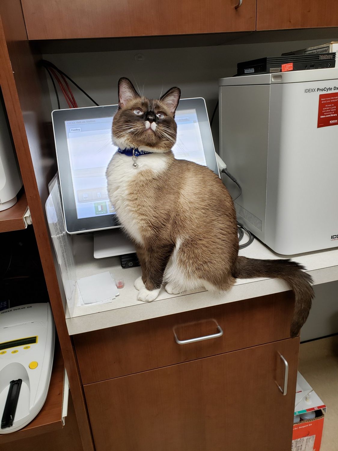 Cat on Counter