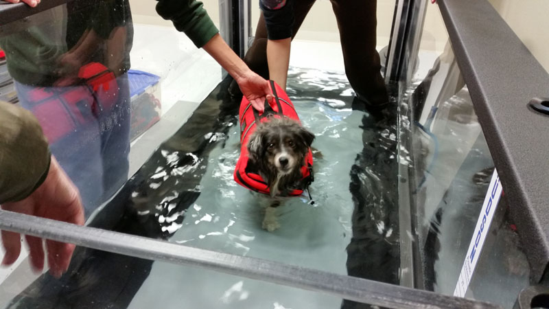 Dog in Hydrotherapy