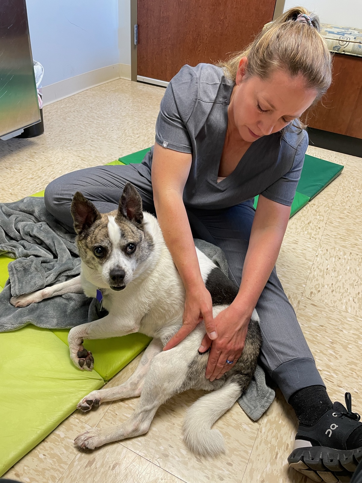 Canine Massage Therapy