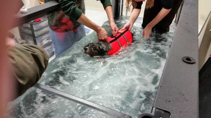 Dog in Hydrotherapy