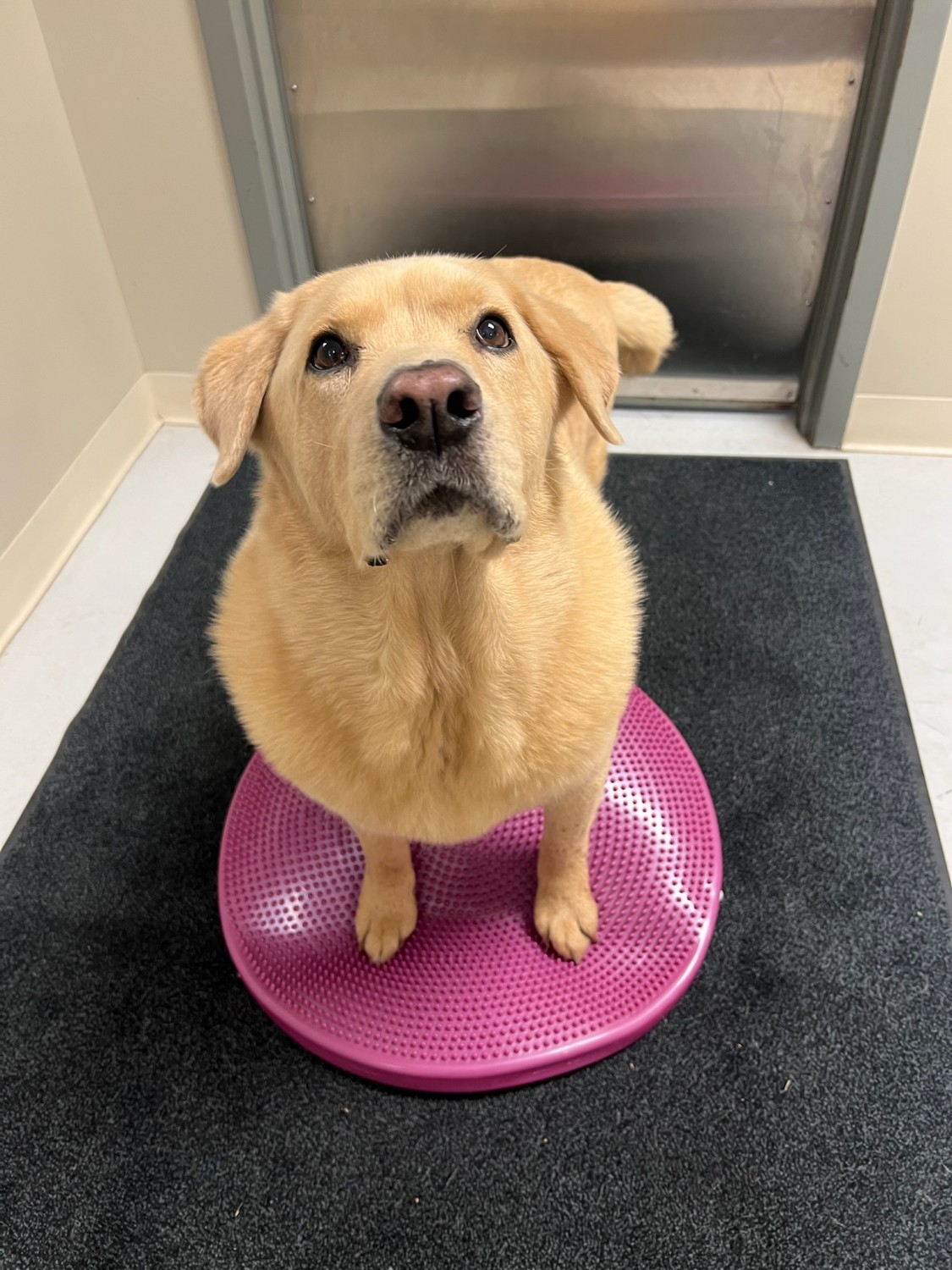 Dog in Modality Therapy