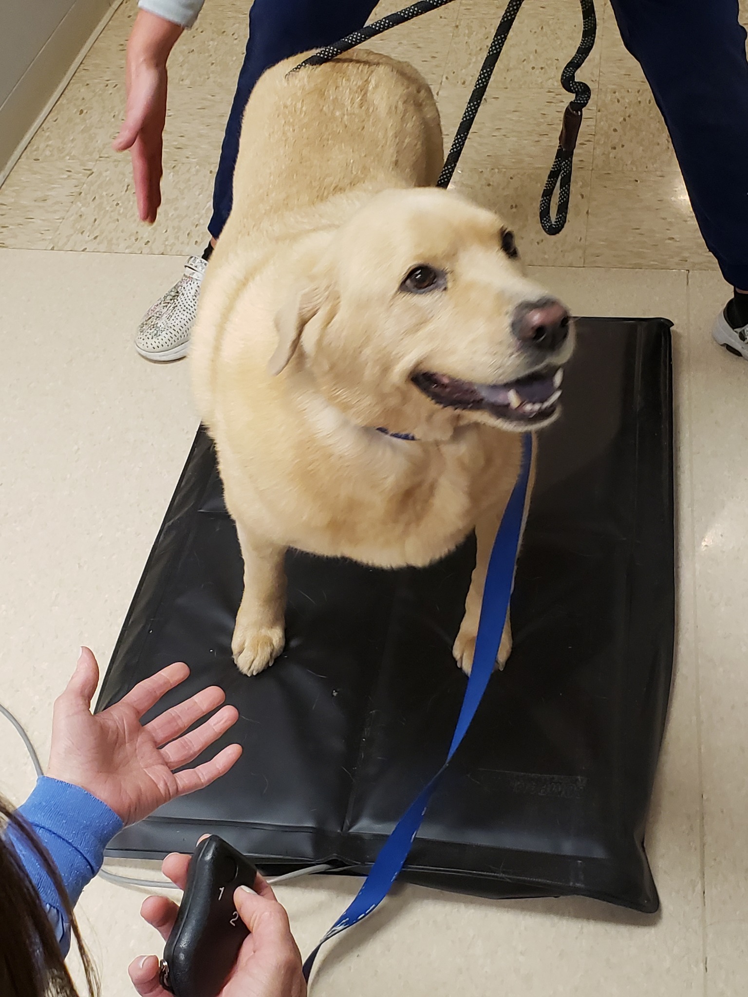 Dog on Stance Analyzer Mat
