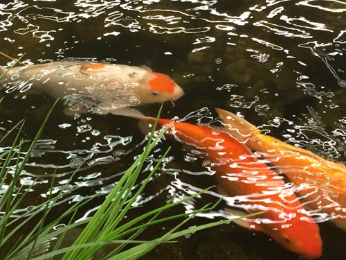 Coy Fish in Pond