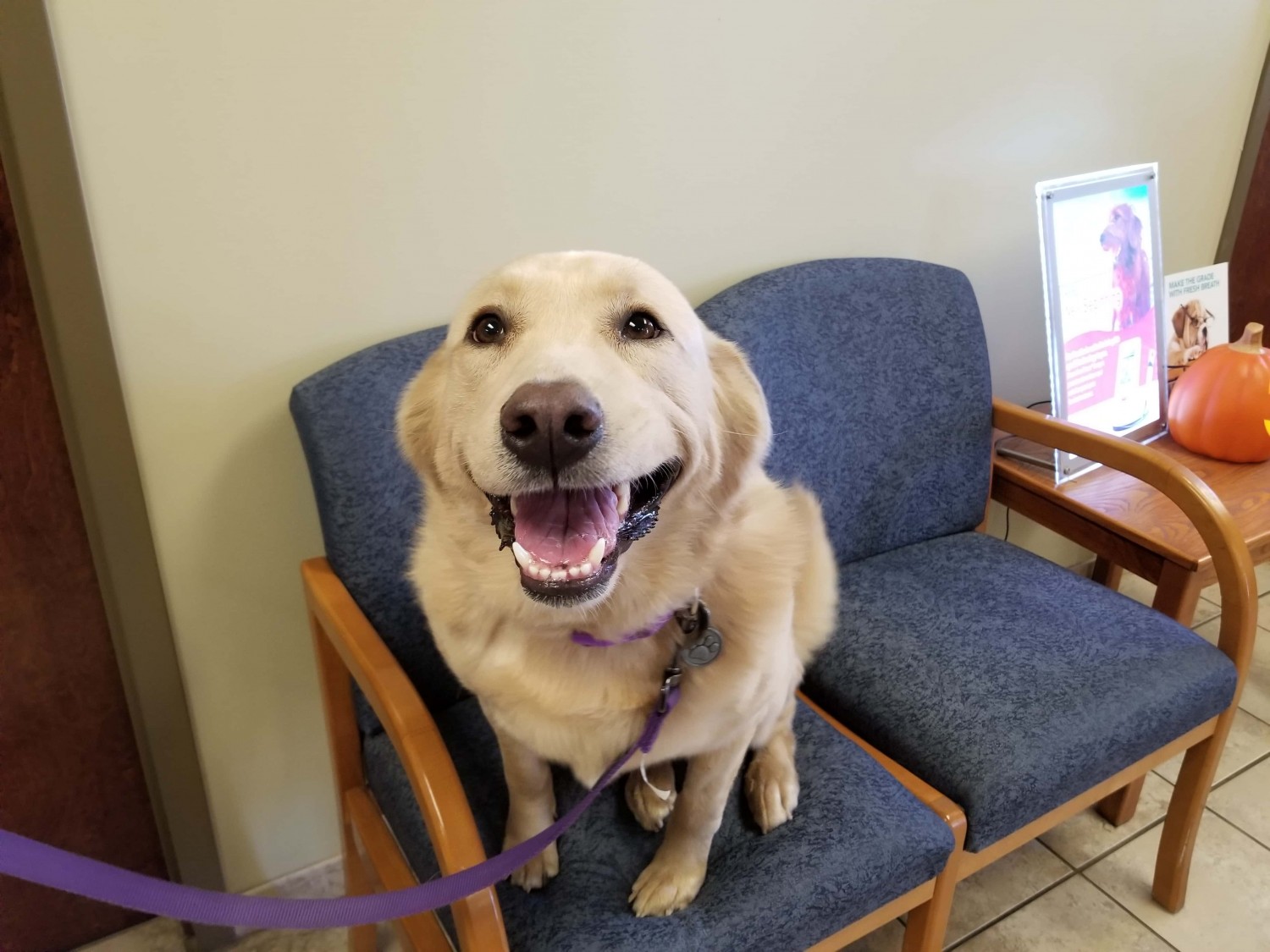 Happy Dog in Chair