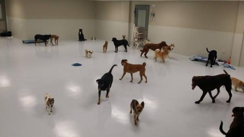 Inside Doggy Daycare