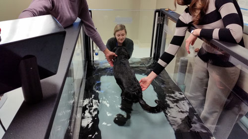 Dog in Hydrotherapy