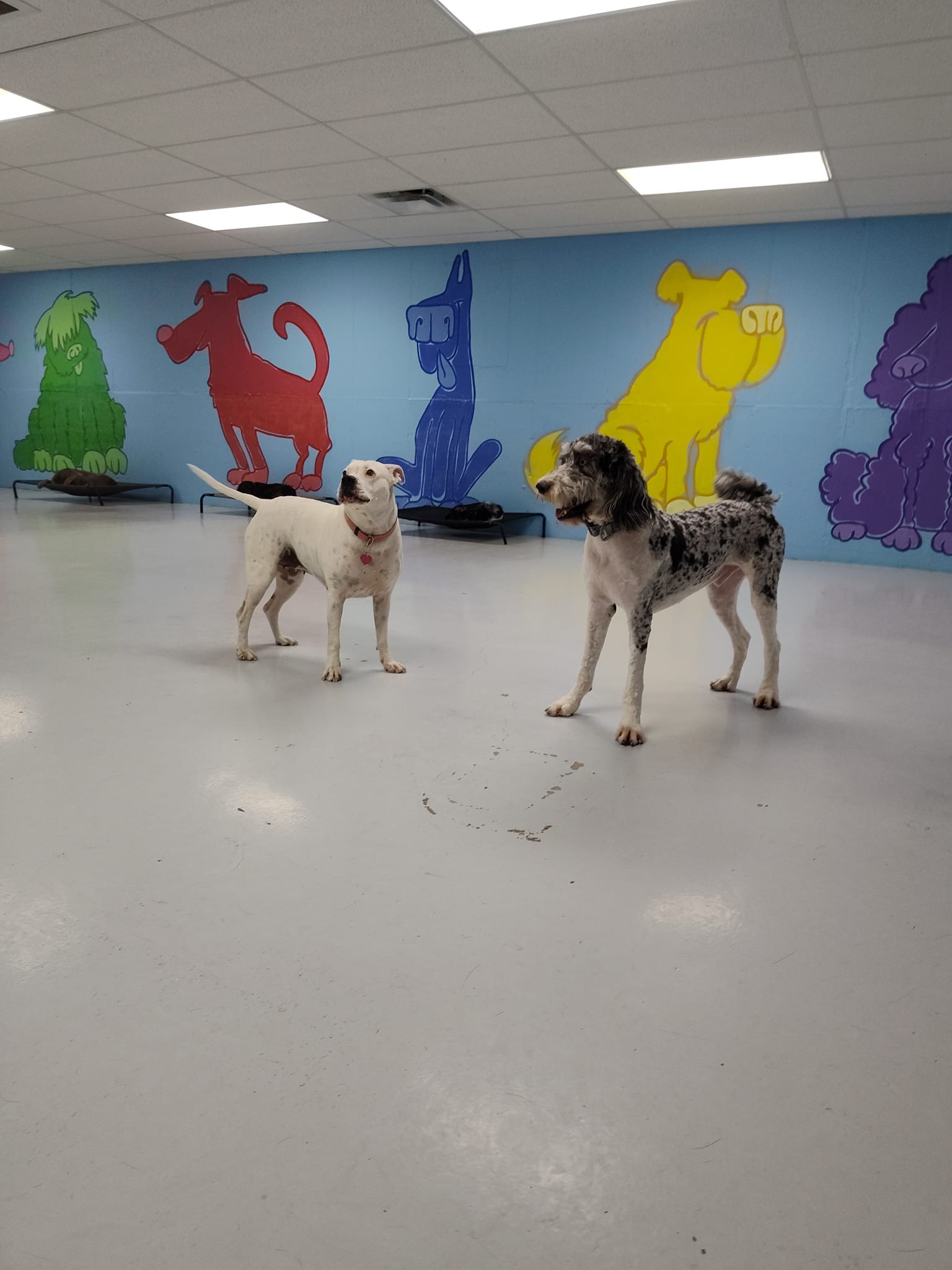 Dogs in Daycare