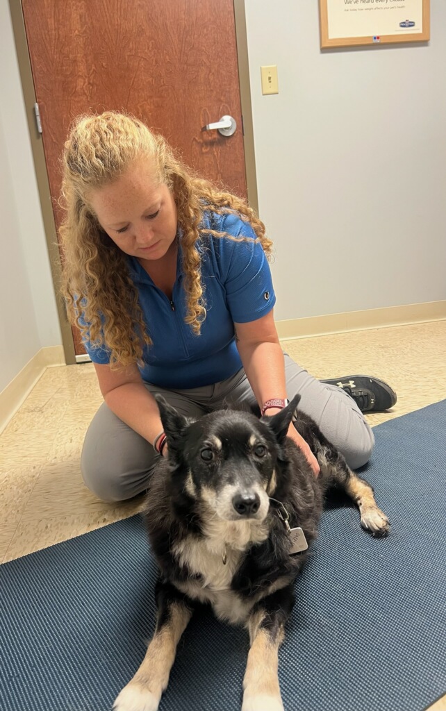 Canine Massage Therapy