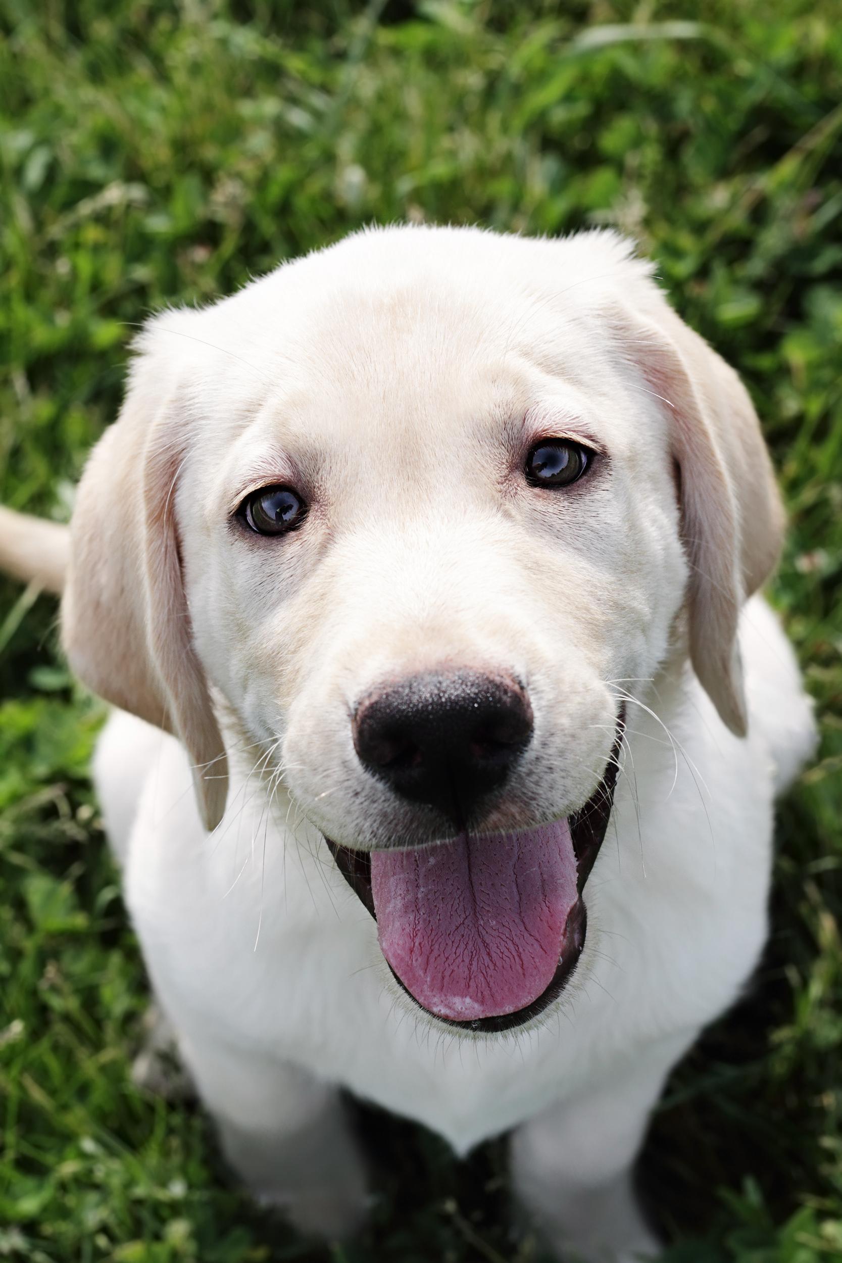 White Labrador Puppy Sitting in Grass