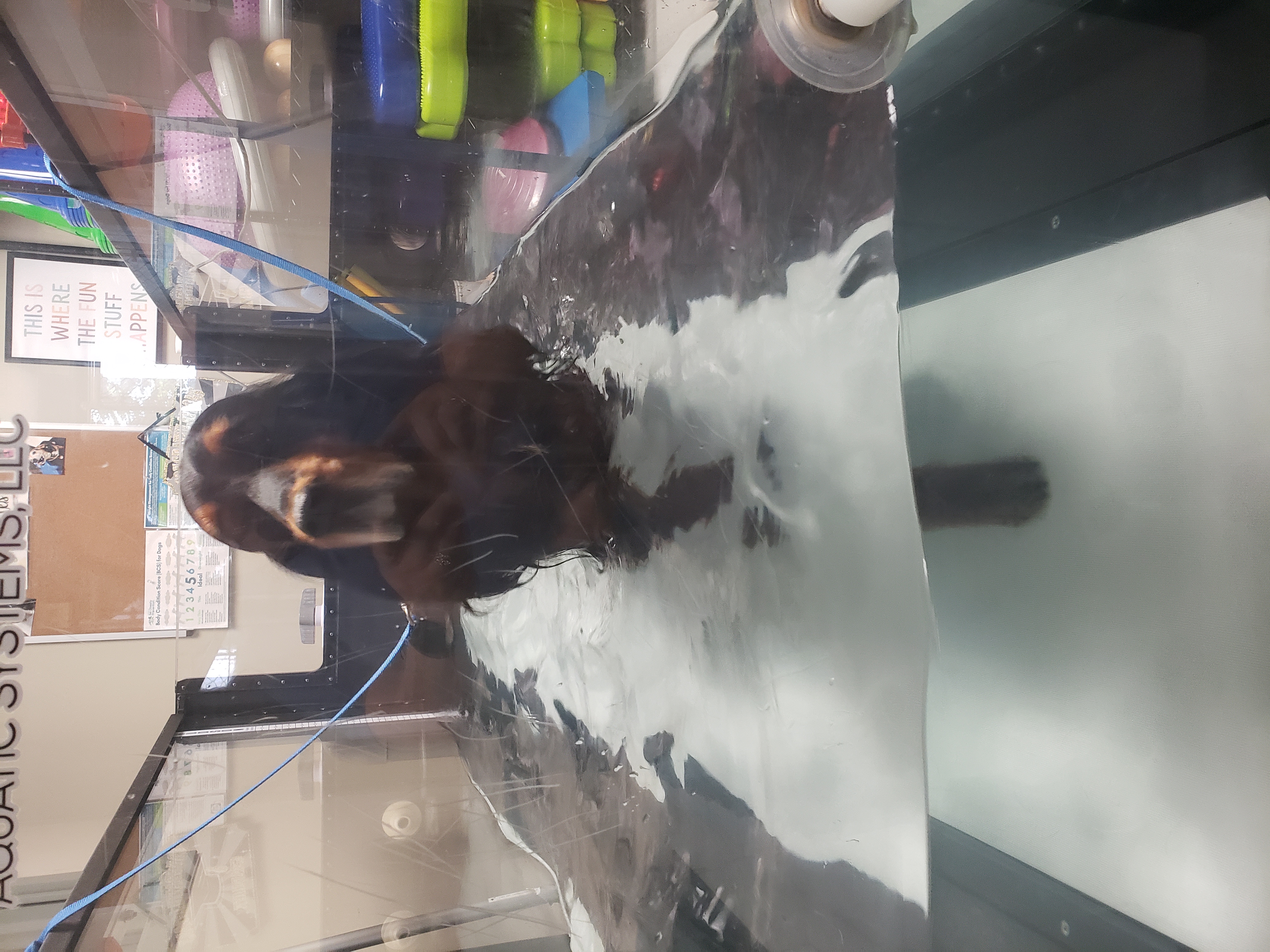 Dog in underwater therapy