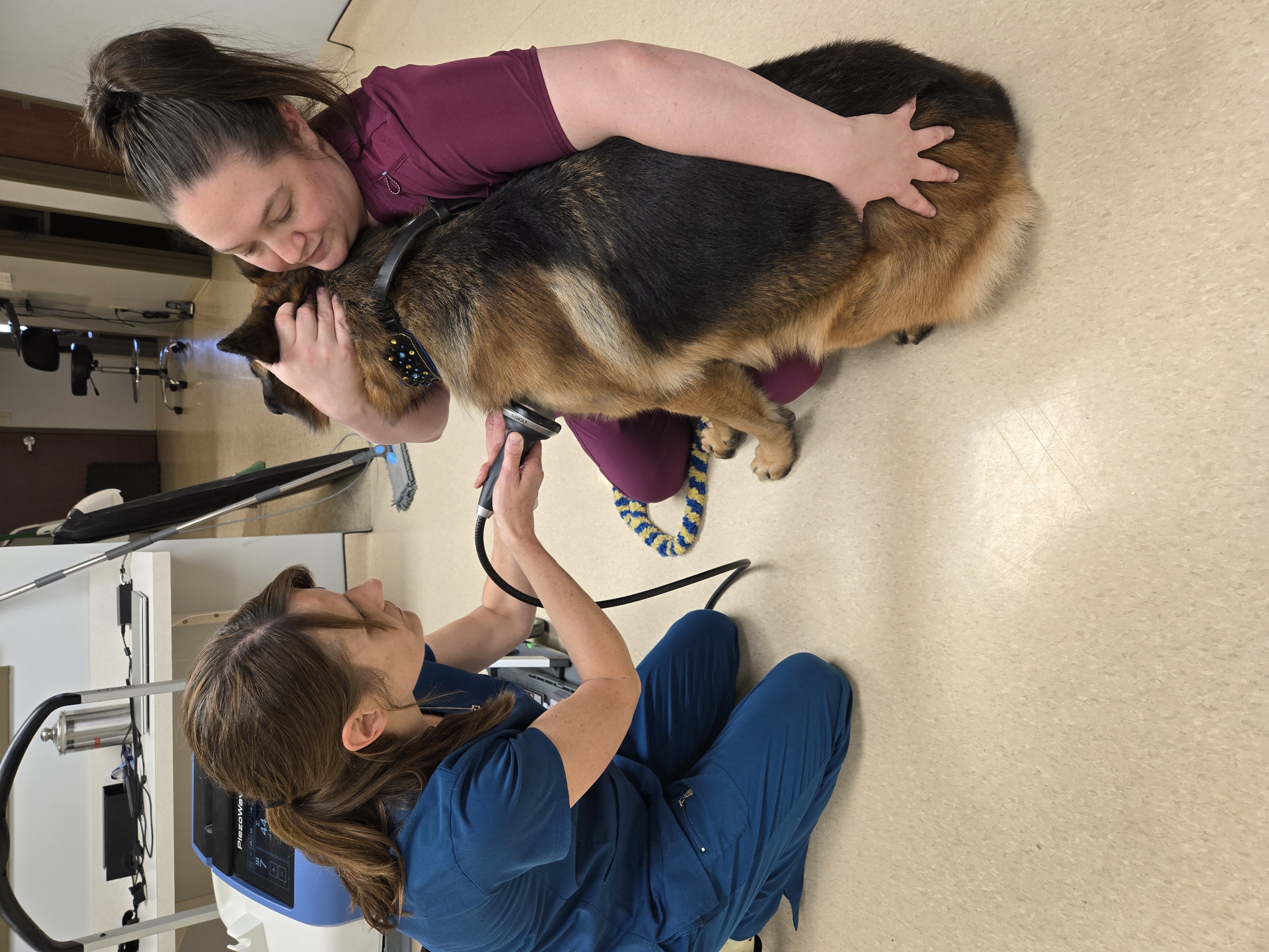 Dog sitting on floor with two staff members receiving treatment