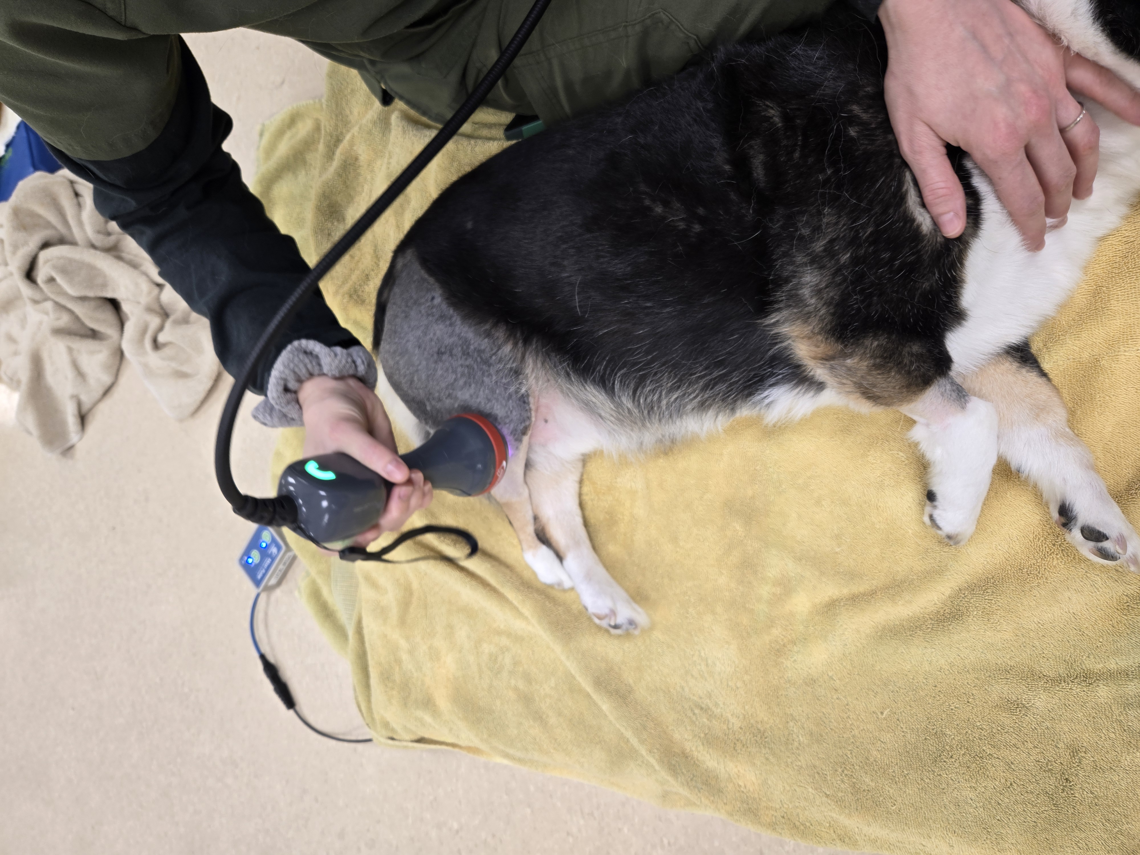 Dog Getting Therapeutic Laser Therapy