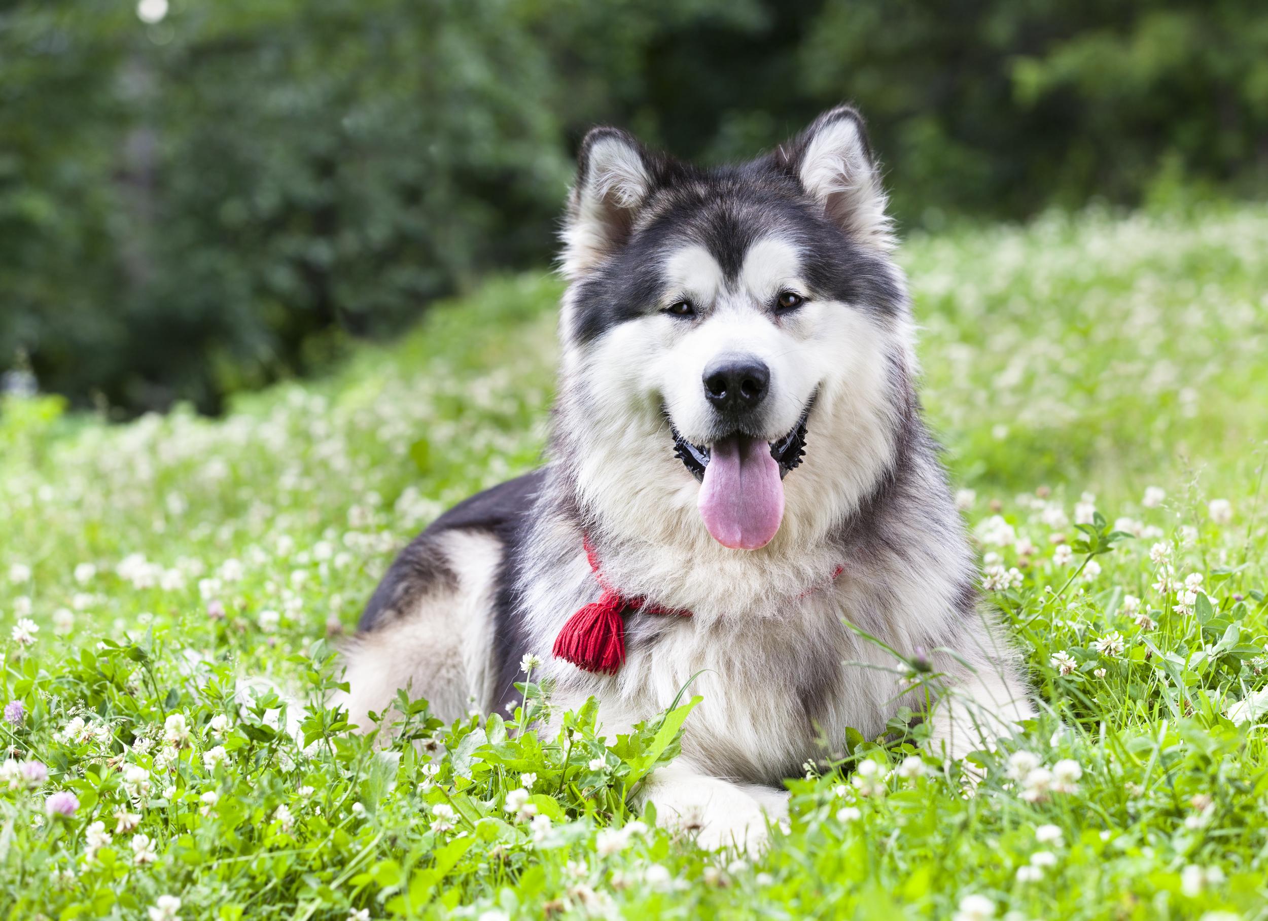 Alaskan Malamute Laying in a Field of Clover