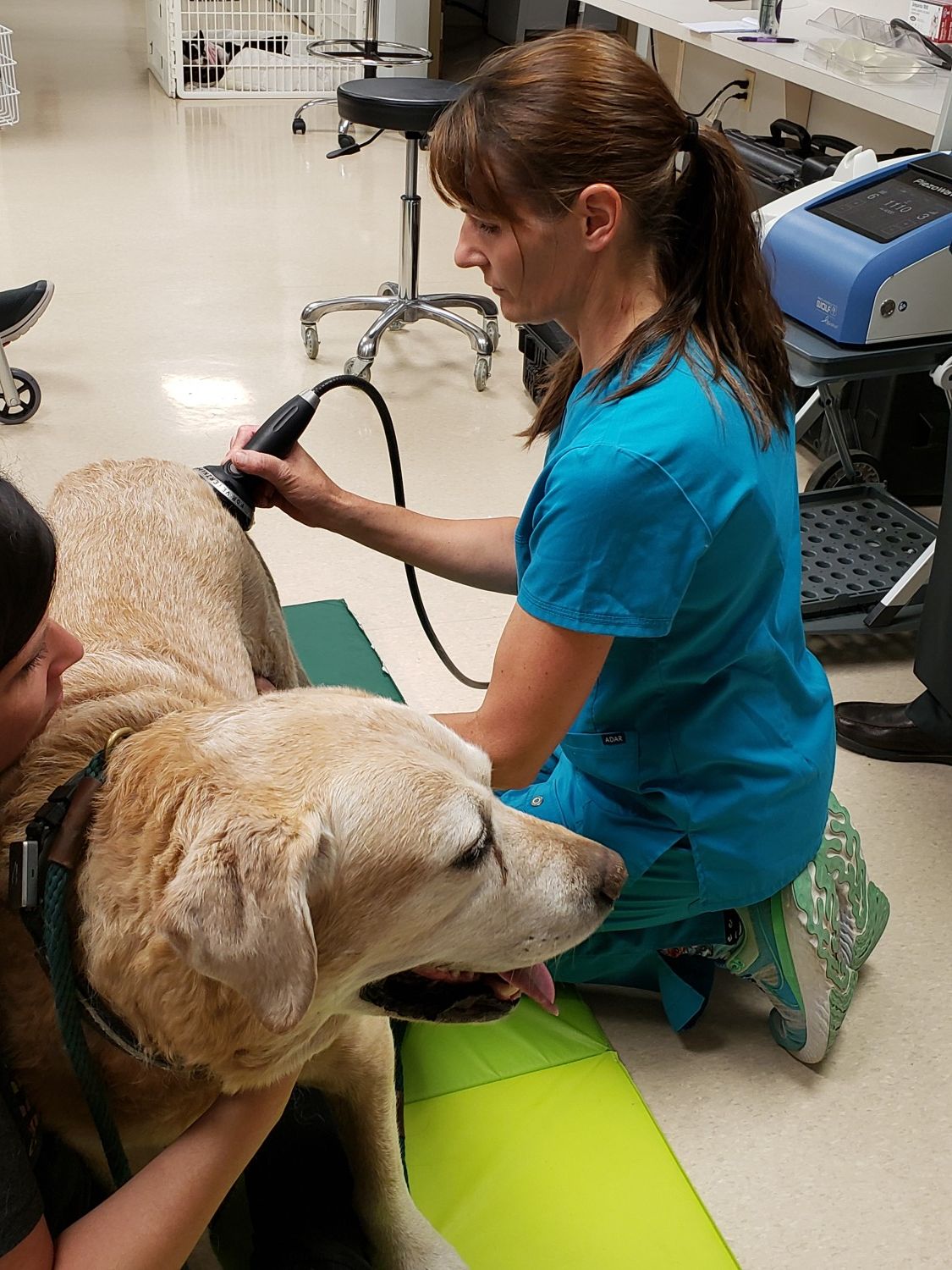 Dog Getting Laser Therapy