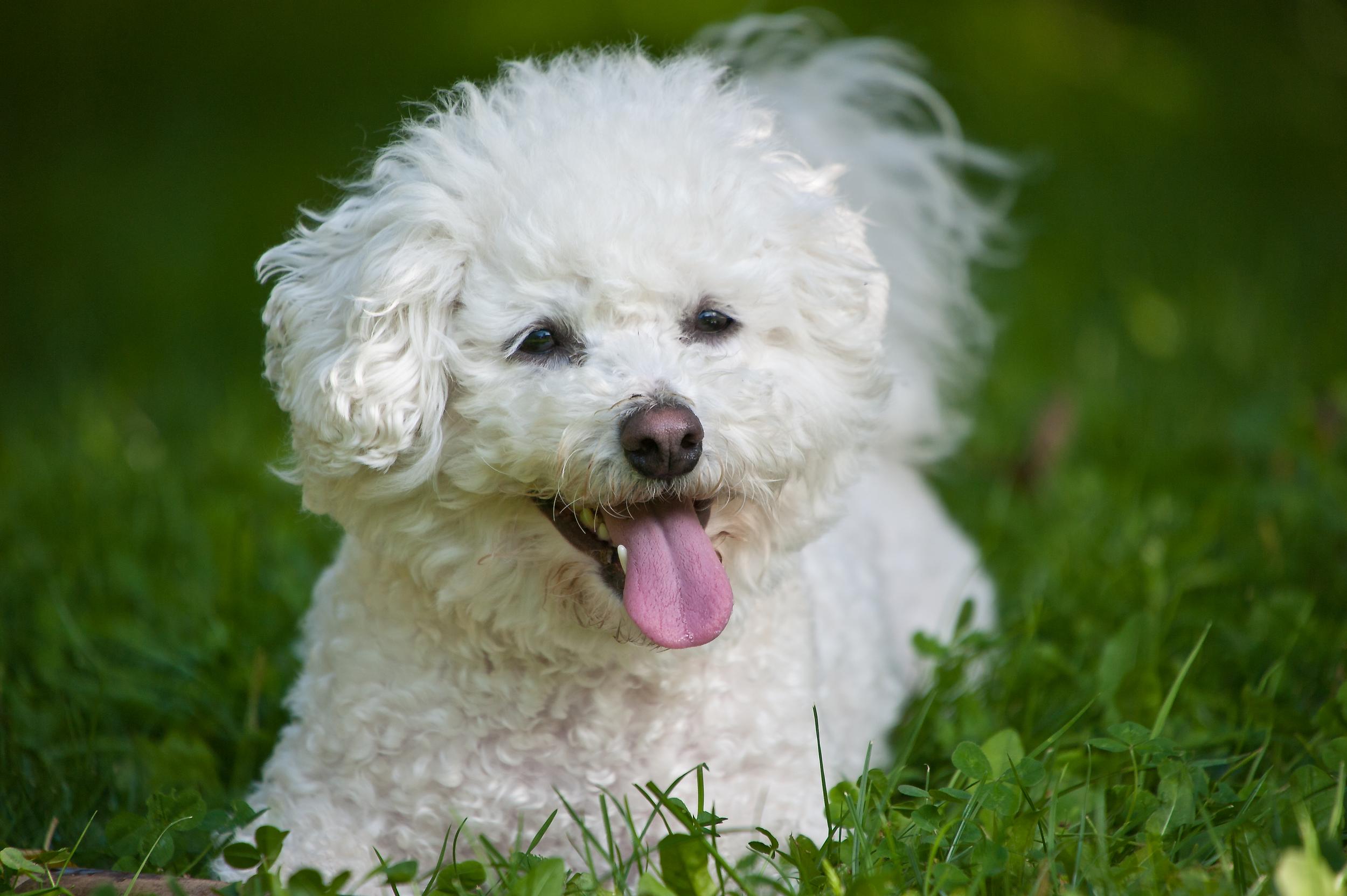 White Poodle Laying in Grass with Tongue Out