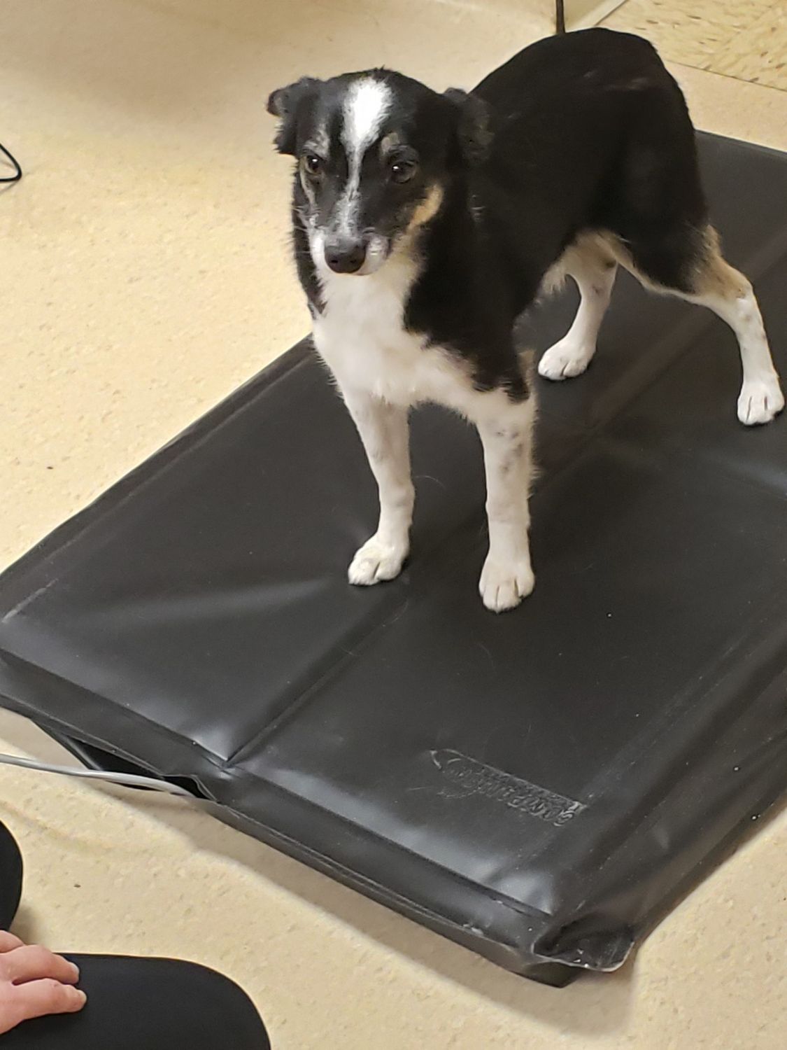 Dog in Modality Therapy