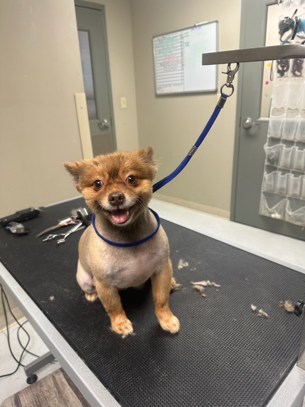 Dog After Grooming Service