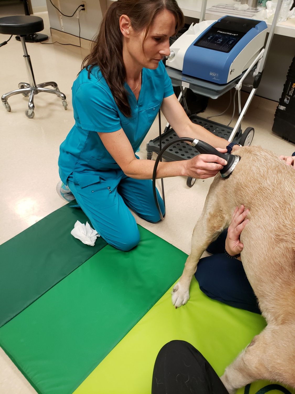 Dog Receiving Shock Wave Therapy