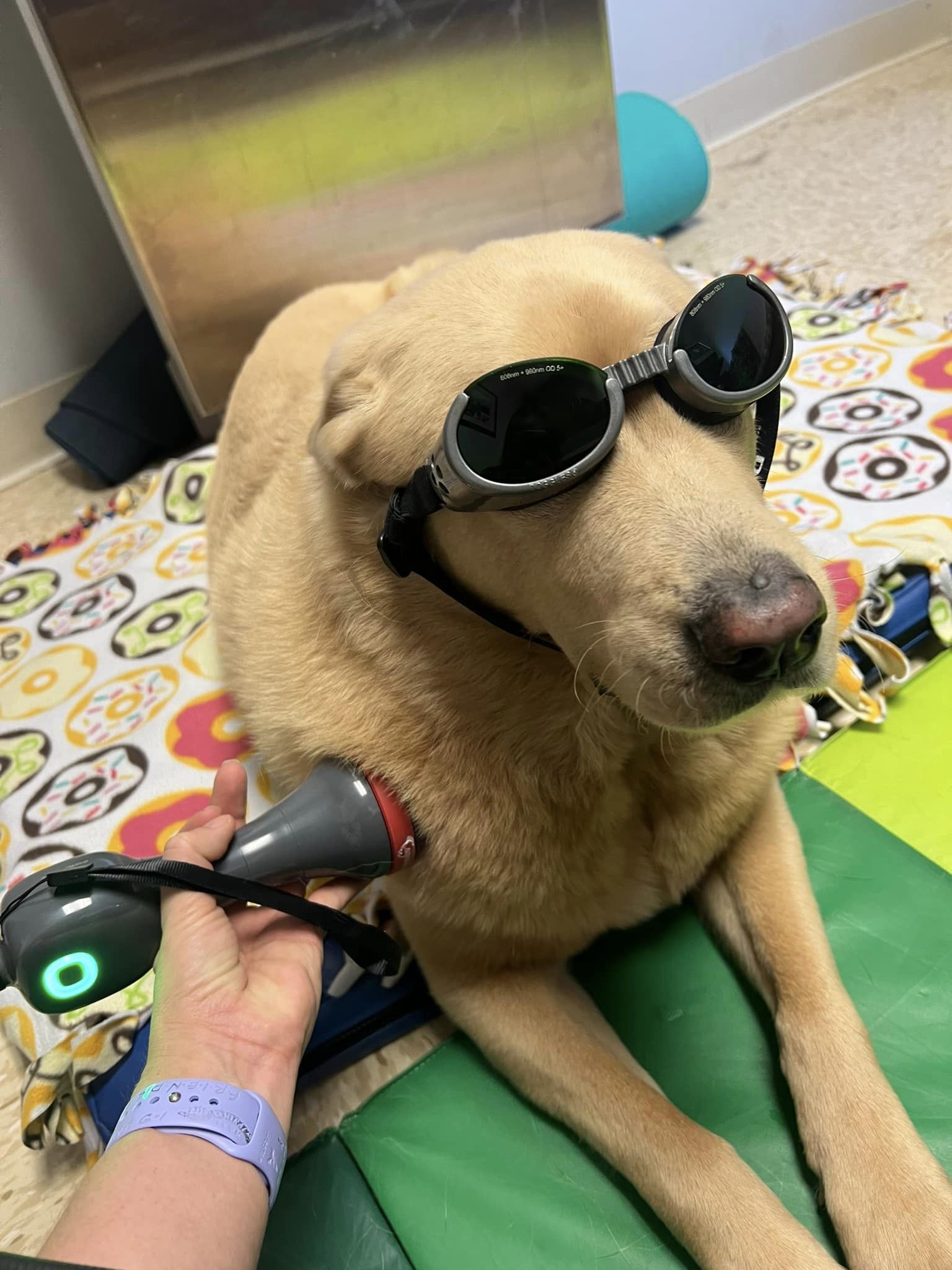 Dog Getting Therapeutic Laser Therapy