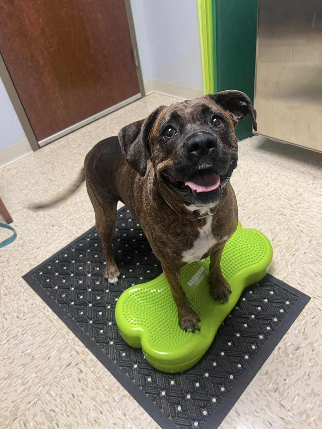 Dog getting Rehabilitation Therapy