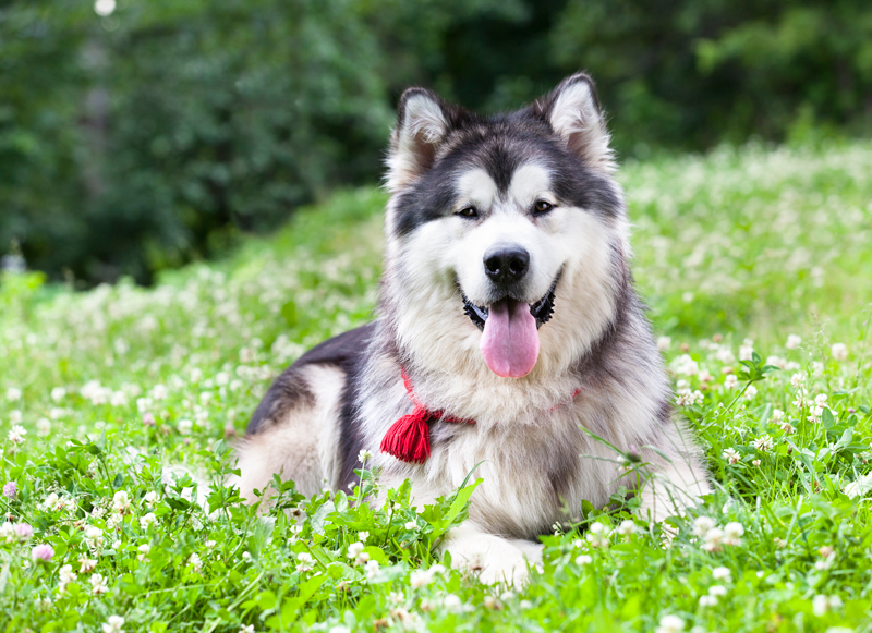 Dog in yard