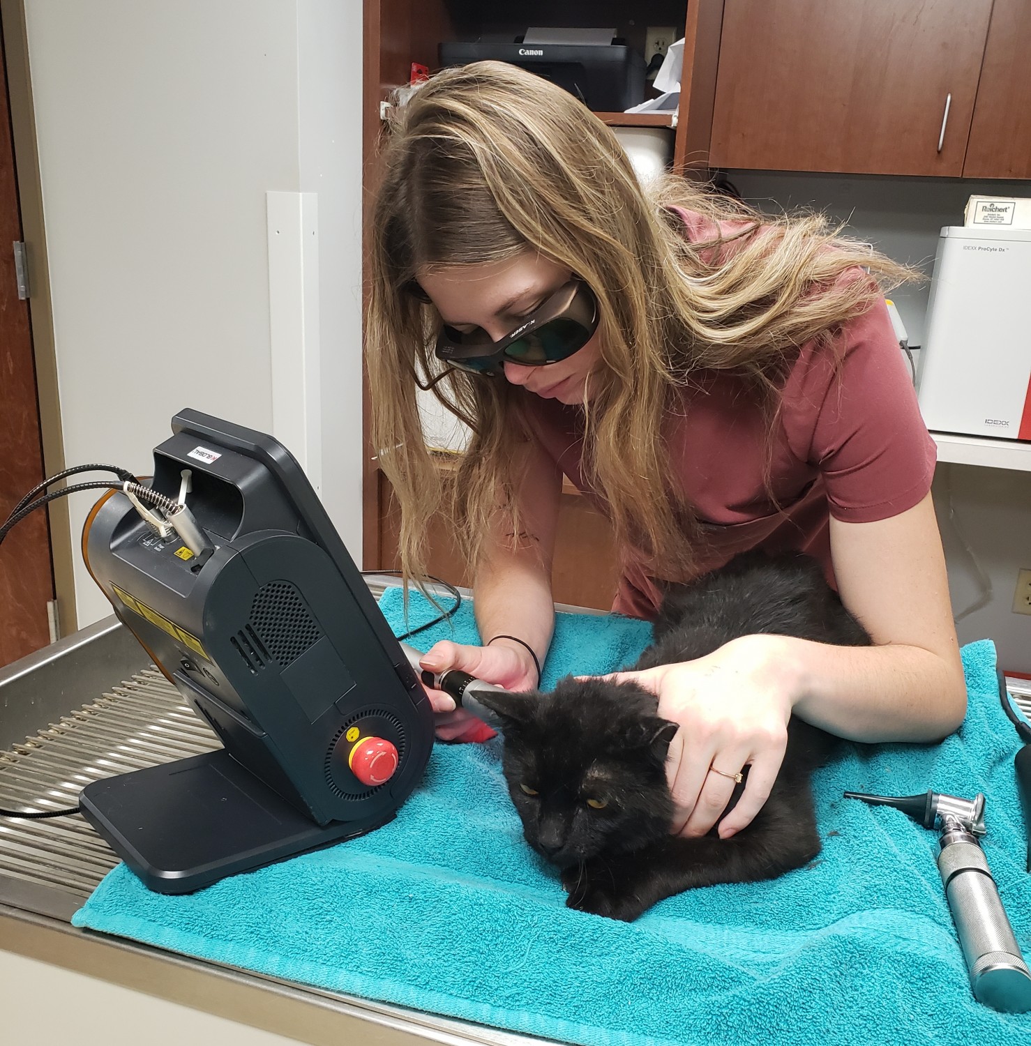 Therapeutic Laser - Kitten