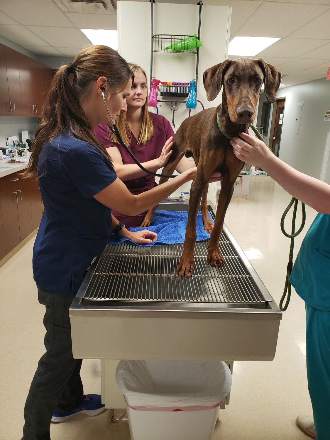 Murphy Animal Hospital - What to Expect