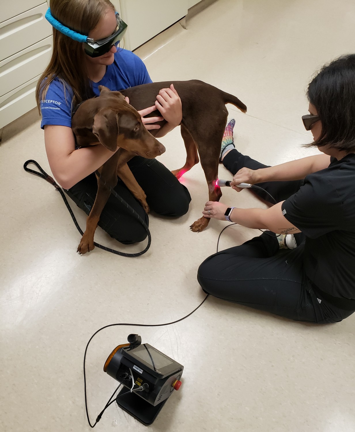 Therapeutic Laser - Puppy