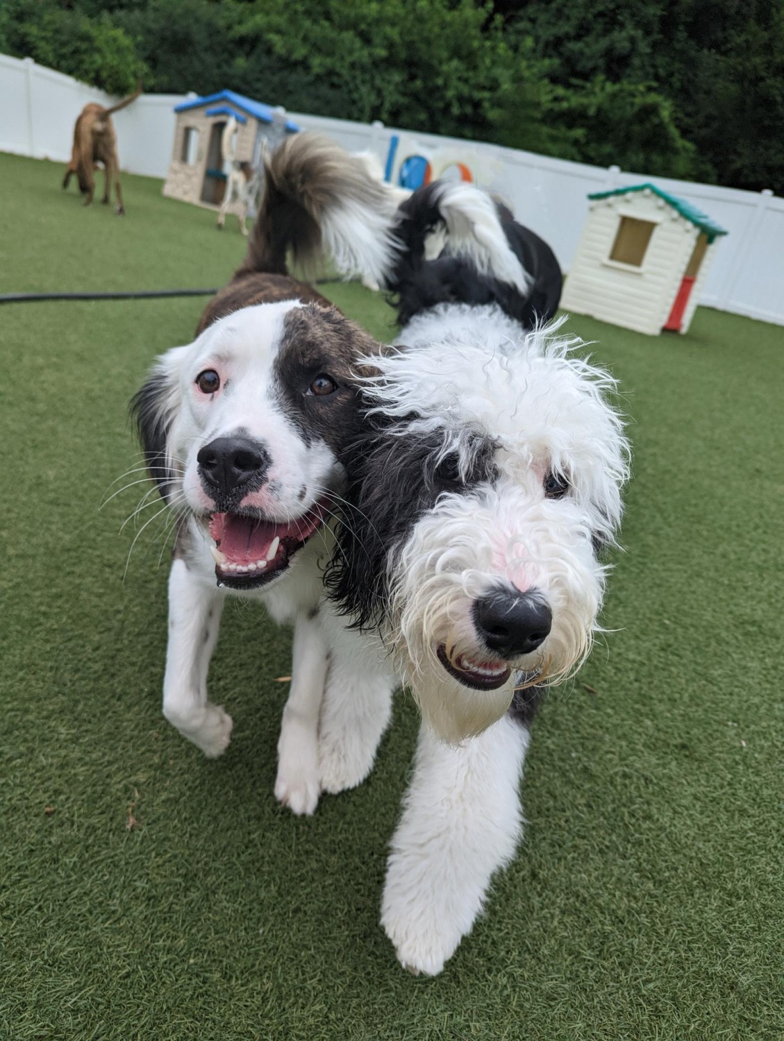 Picture of two dogs at daycare