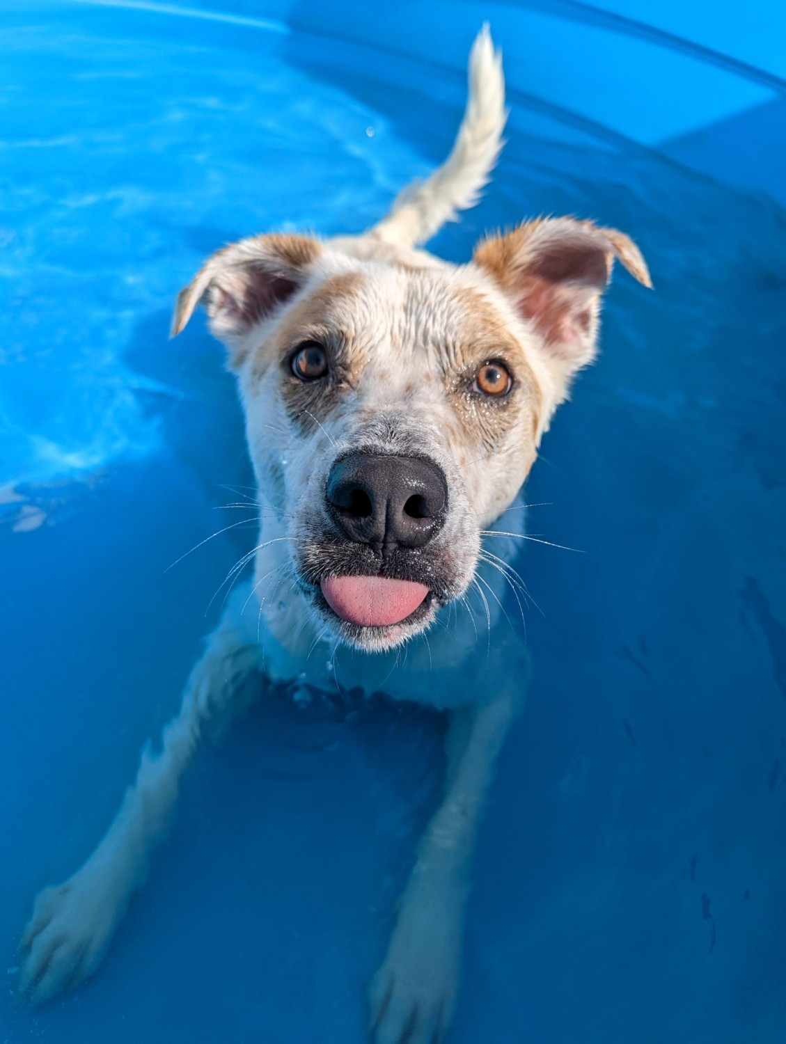 Picture of dog swimming